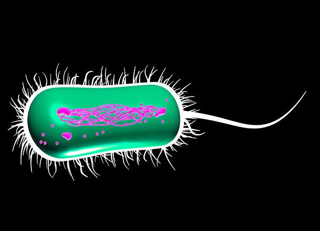 Scientists use E.coli bacteria to produce key bio-chemical