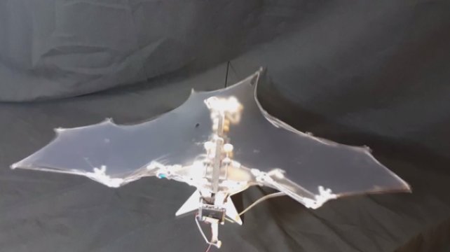 This robot mimics key flight mechanism of bats