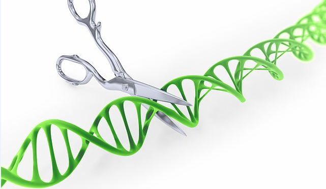 Could gene editing help avoid disease? Maybe