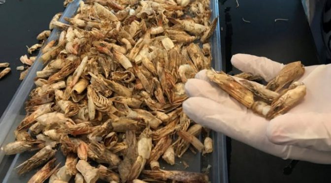 Egyptian researchers turn shrimp shells into biodegradable plastic