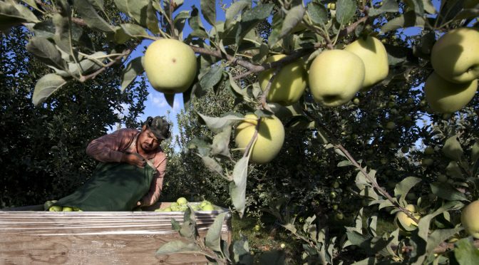 A robot that picks apples? Replacing humans worries some