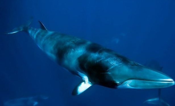 Whale cams reveal secret Antarctic feeding habits