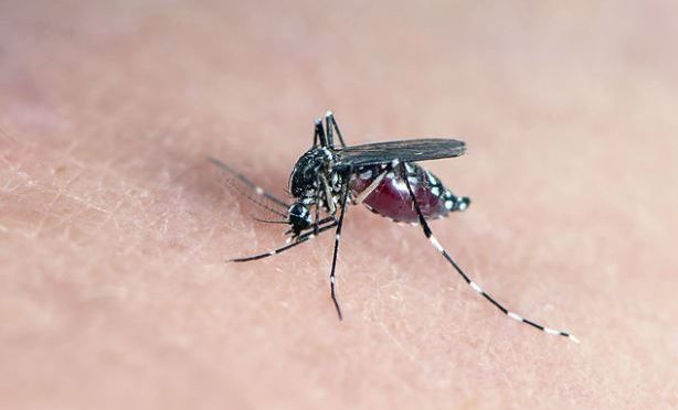 Researchers develop climate-based dengue forecasting model